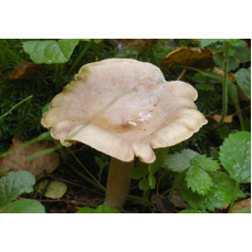 Мицелий Млечника жгуче-млечного / Млечник садовый (Lactarius pyrogalus)